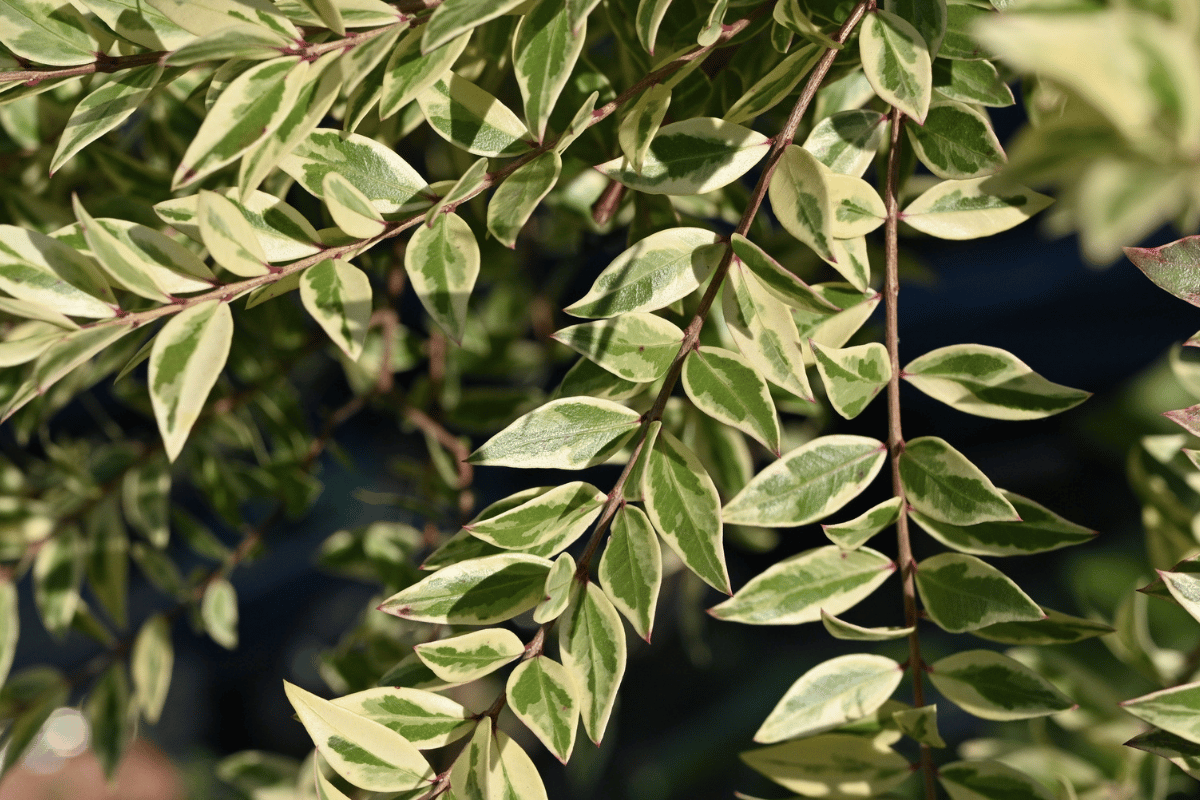 Myrtus communis 'Variegata'.png